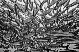 Barracuda school: order amongst chaos by Paul Colley 